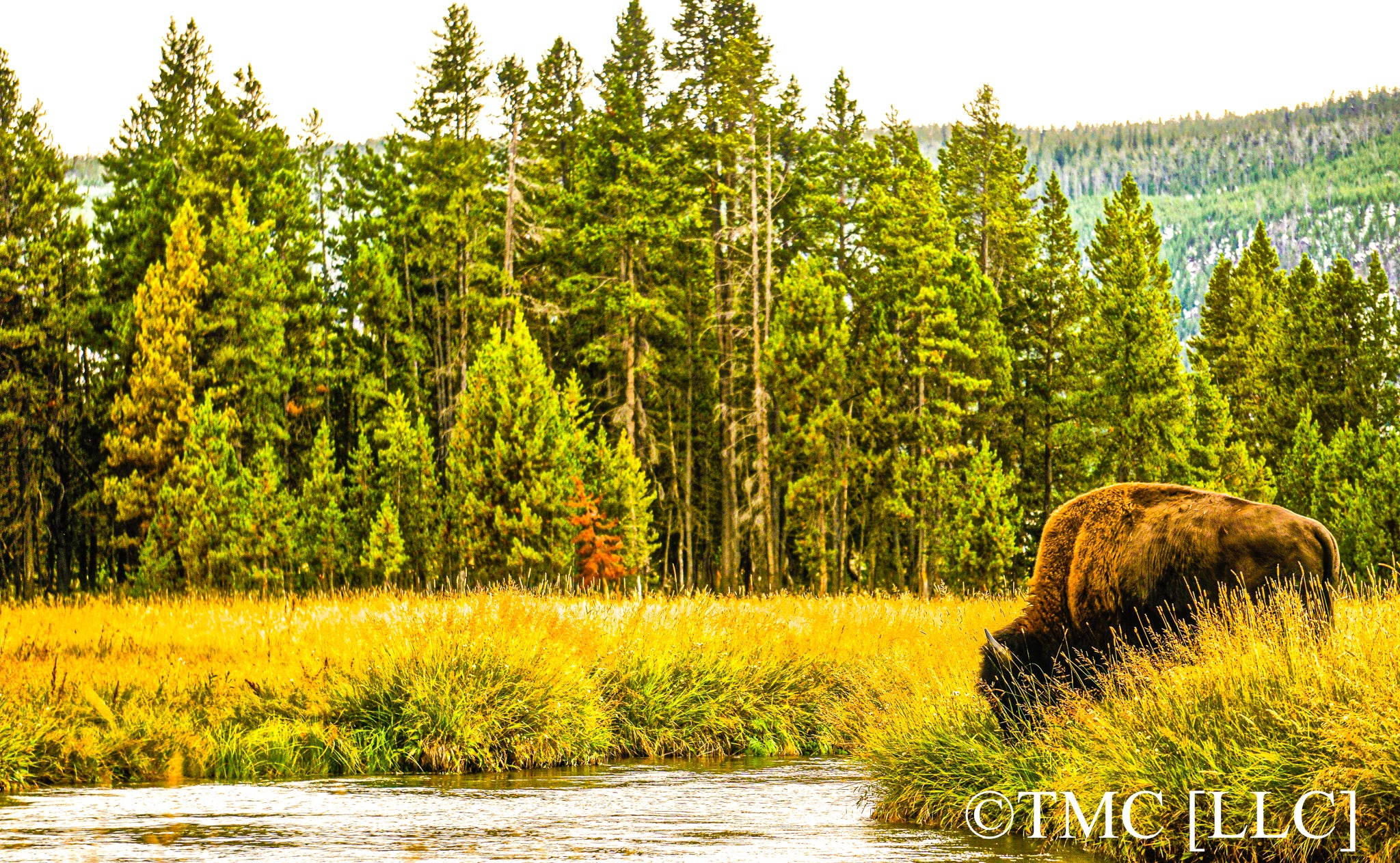 "Yellowstone Bison Grazing in Prairie-Landscape" [2017]
