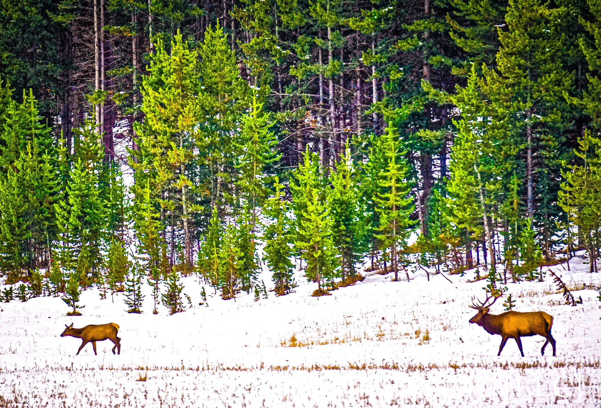 "Tail-End of a Yellowstone Elk Herd"