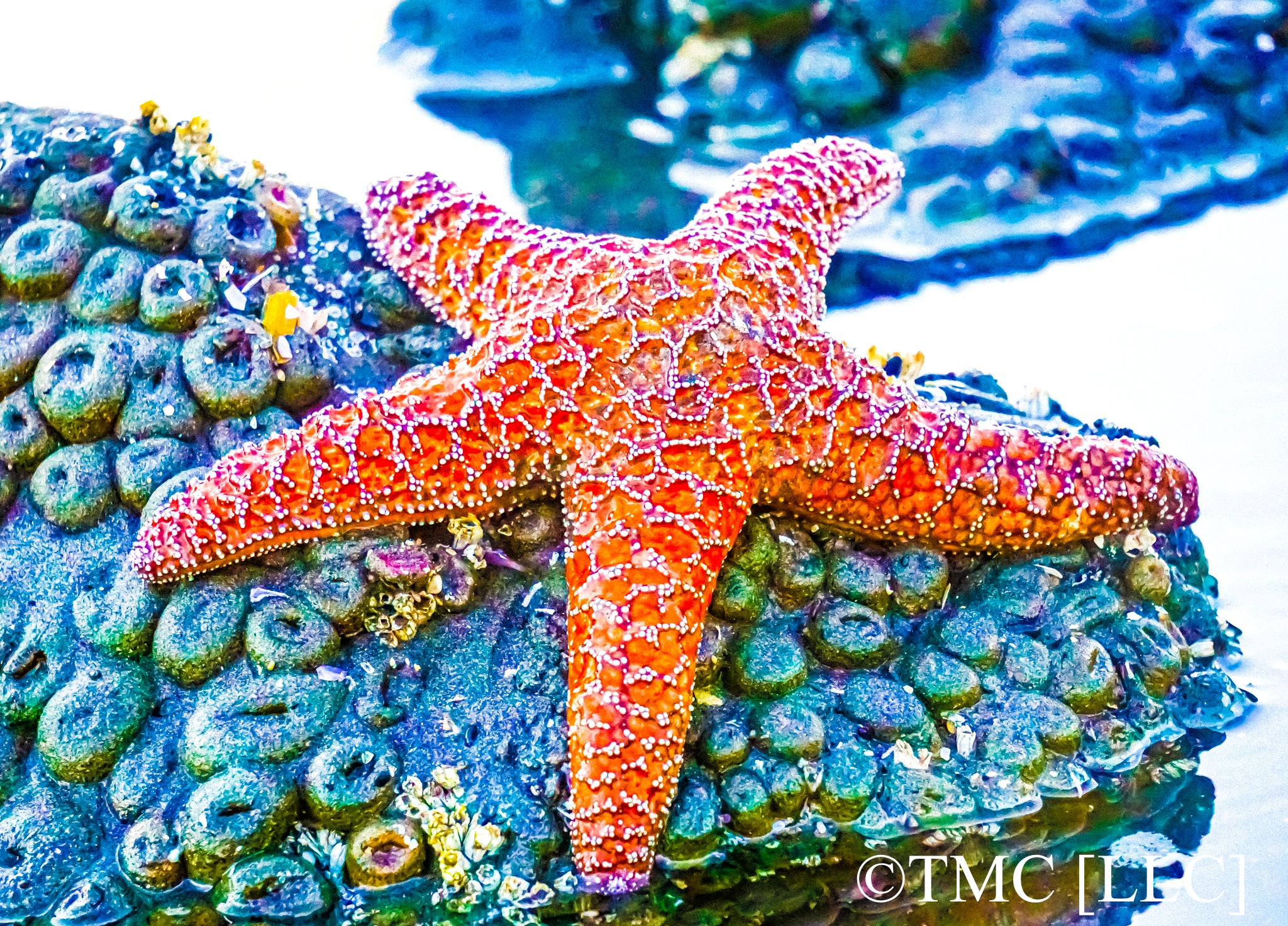 "Huge Ochre Star in Olympic National Park" [2017]