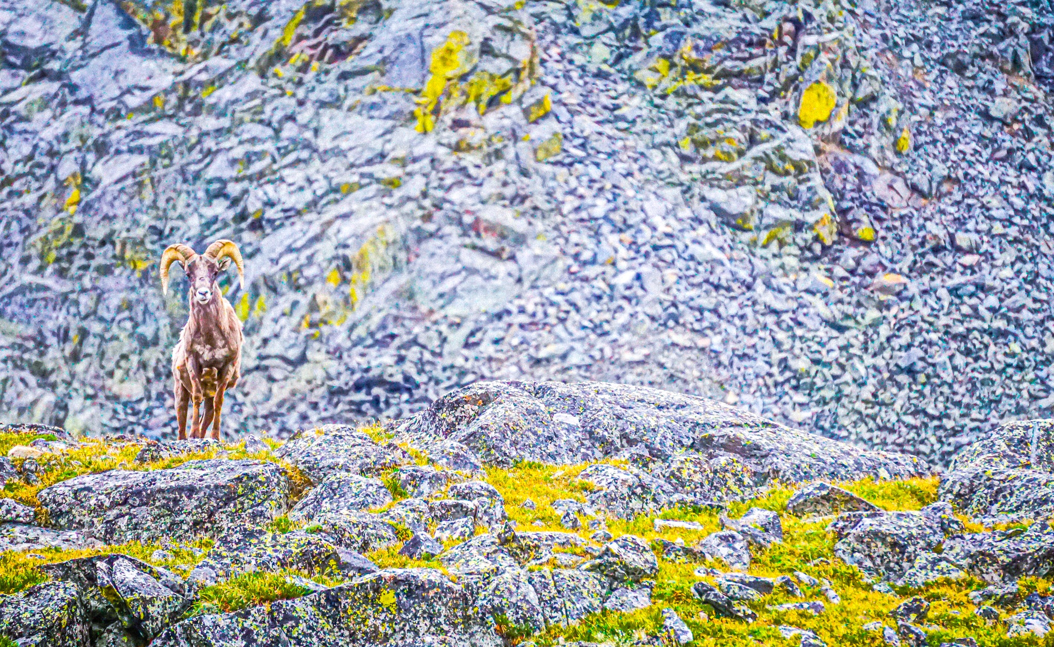 When I hiked off-the-beaten-path to Lake of the Clouds here, I quickly realized I was accompanied by other living animals (like this Bighorn Sheep) that began to take a liking to my presence and started walking toward me. I managed to snap this photograph before calmly walking away from the area after the interaction was over. These sheep blend in well to their environment, which is what I attempt to capture in the edit on this photograph. Nature is just a balance of camouflage and sticking out!