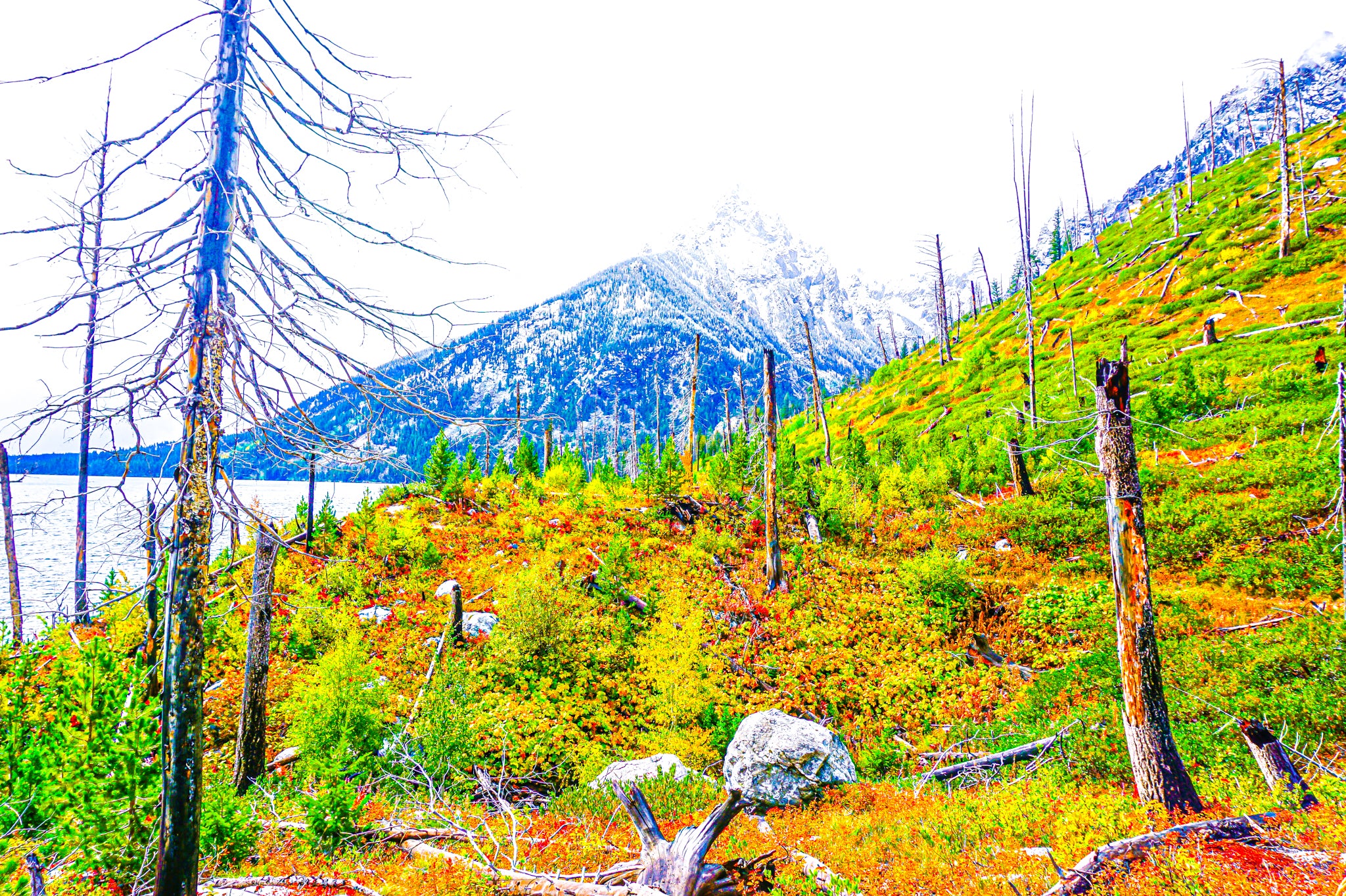 "Fall Foliage and White-Capped Mountain in Grand Teton National Park" [2017]