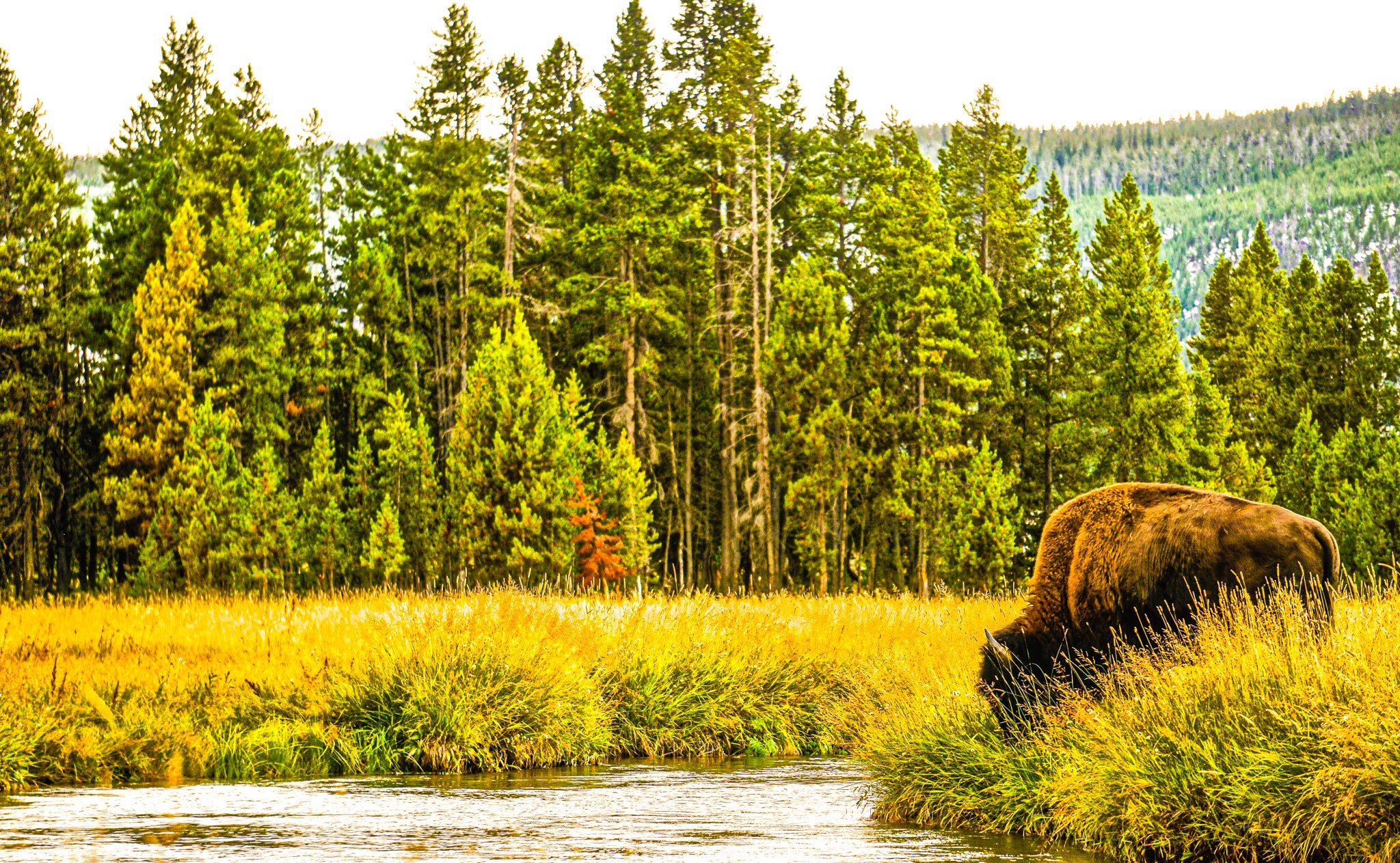 This image aims to capture the yellow hue of Yellowstone as late afternoon light can be seen gleaming off the top of golden grasses on the riverbank. 