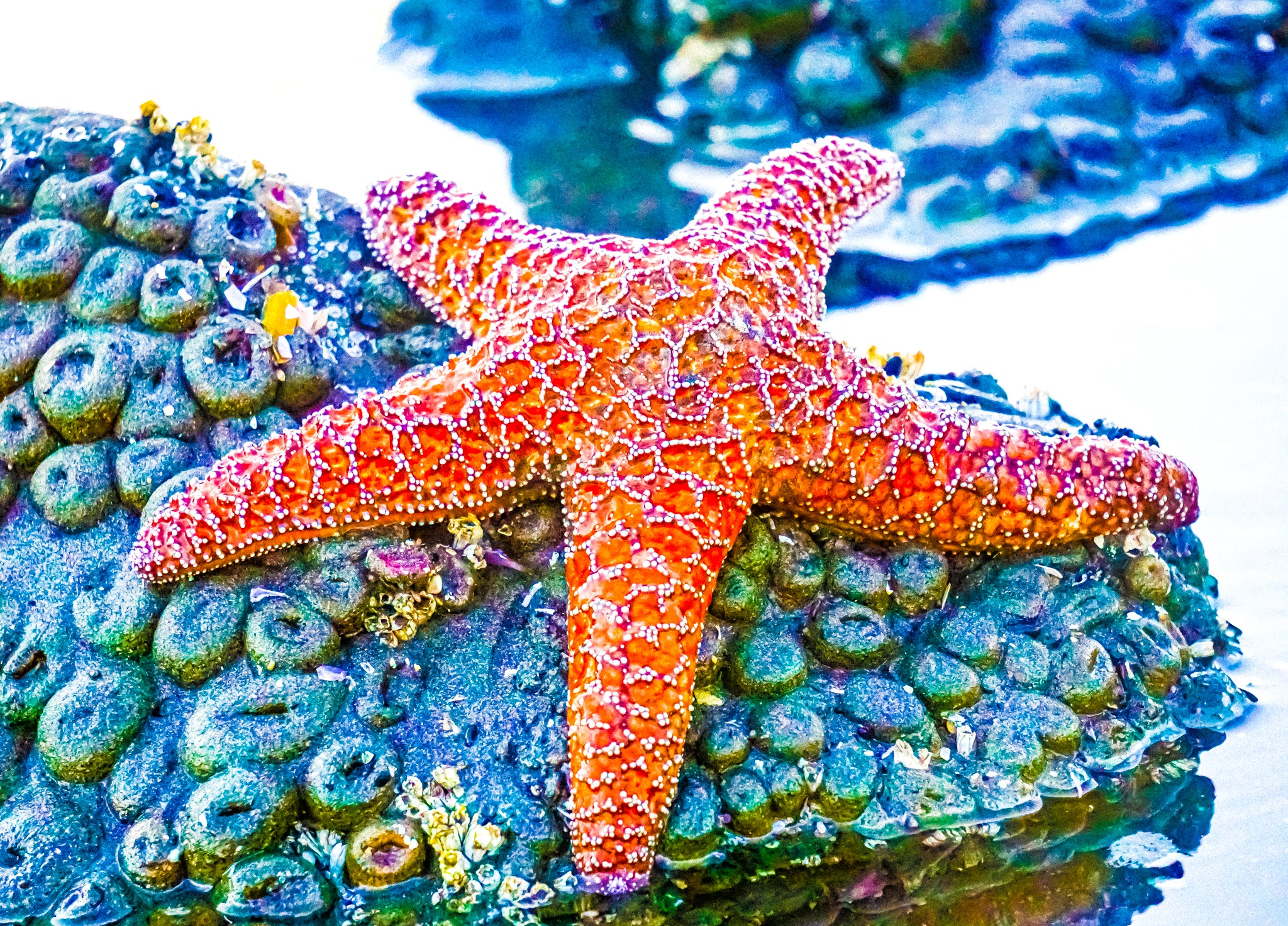 "Huge Ochre Star in Olympic National Park" [2017]