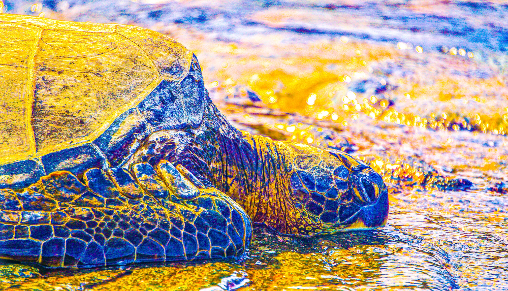 "Sacred Hawaiian Honu (Sea Turtle, Color)" [2017]